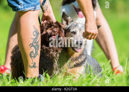 Immagine di una donna che dà un Australian cattledog e un cane Havaneser a trattare Foto Stock