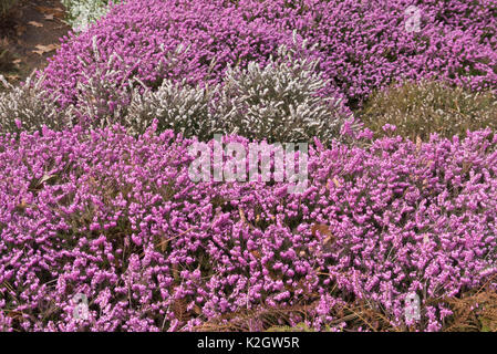 Inverno erica (Erica carnea " dicembre rosso' syn. erica herbacea "dicembre rosso") e inverno heath (erica x darleyensis 'silberschmelze') Foto Stock