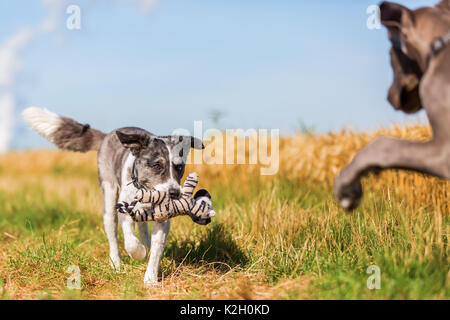 Immagine di un alano cucciolo e un pastore australiano che stanno giocando su un percorso di paese Foto Stock