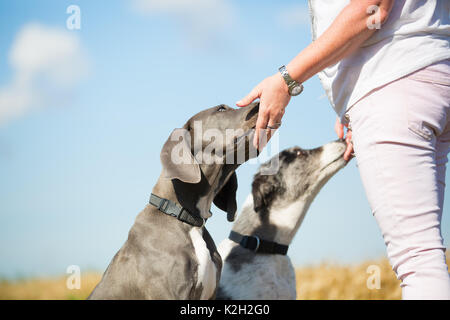 Immagine di una donna che dà un alano cucciolo e un pastore australiano a trattare Foto Stock