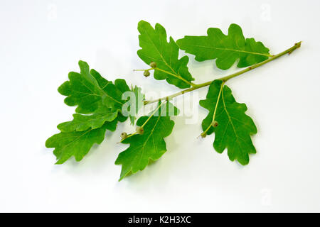 Farnia, Farnia (Quercus robur). Rametto con foglie di molla. Studio Immagine contro uno sfondo bianco Foto Stock