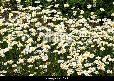 Luna Daisy, Ox-Eye Daisy (Leucanthemum vulgare, crisantemo leucanthemum), fioritura Foto Stock