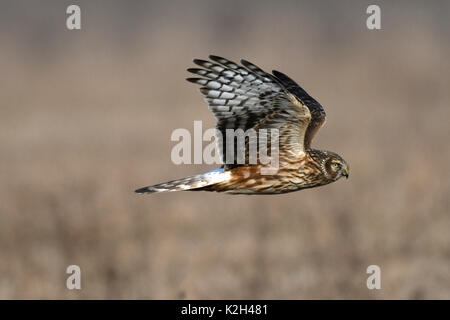 Albanella reale, falco di palude, Northern Harrier (Circus cyaneus), femmina in volo Foto Stock