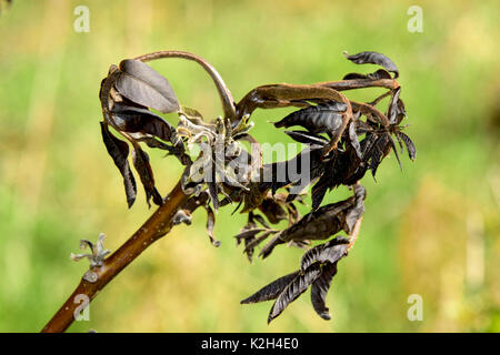 Noce inglese (Juglans regia), un ramoscello interessati da hard frost Foto Stock