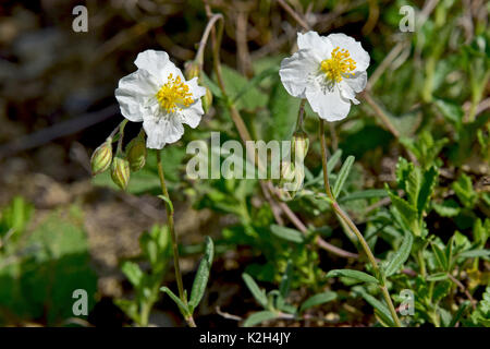.White Rock Rose (Helianthemum apenninum), fiori Foto Stock