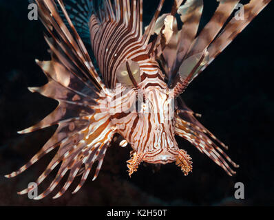 Leone comune, Devil Firefish (Pterois miles).. Foto Stock