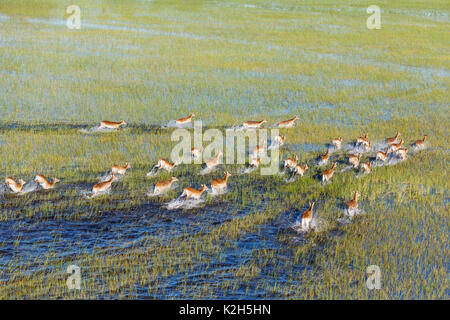 Lechwe rosso (Kobus leche leche), in esecuzione in una palude di acqua dolce, vista aerea, Okavango Delta, Moremi Game Reserve, Botswana Foto Stock