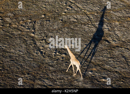 Giraffa meridionale (Giraffa camelopardalis giraffa), il roaming voce maschile in tarda serata, vista aerea Foto Stock