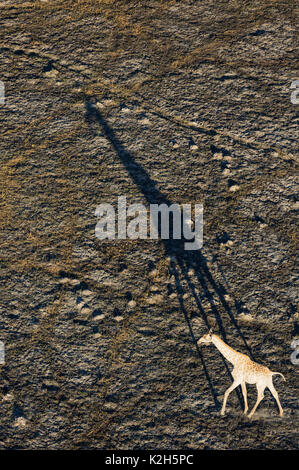 Giraffa meridionale (Giraffa camelopardalis giraffa), il roaming voce maschile in tarda serata, vista aerea Foto Stock