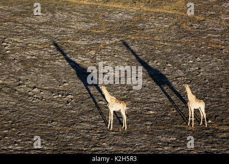 Giraffa meridionale (Giraffa camelopardalis giraffa), due maschi in tarda serata, vista aerea Foto Stock
