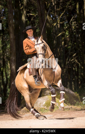 Lusitano. Dun stallone con il conducente esegue un piroettare. Portogallo Foto Stock