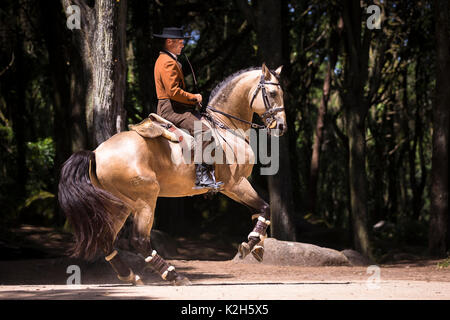 Lusitano. Dun stallone con il conducente esegue un piroettare. Portogallo Foto Stock