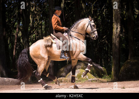 Lusitano. Dun stallone con il conducente esegue un piaffe. Portogallo Foto Stock