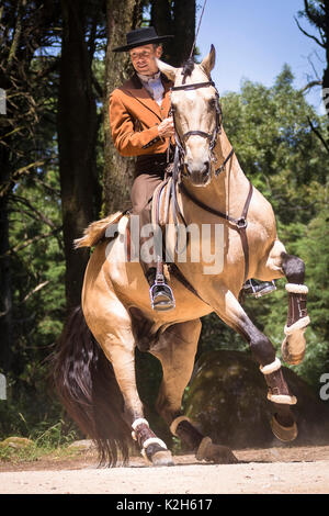 Lusitano. Dun stallone con il conducente esegue un piroettare. Portogallo Foto Stock