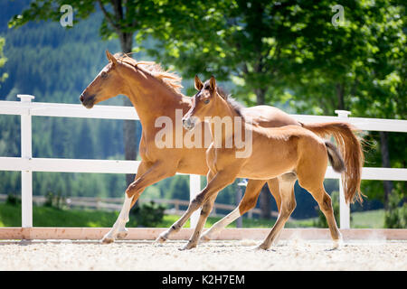 Trakehner. Chestnut mare con puledro al galoppo in un paddock. Austria Foto Stock