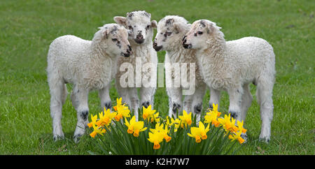 Gli animali domestici delle specie ovina, Valachian pecore, nativo walachian pecore (Ovis orientalis aries, Ovis ammon aries), 4 agnelli in piedi su un prato dietro blooming dafffodils. Foto Stock