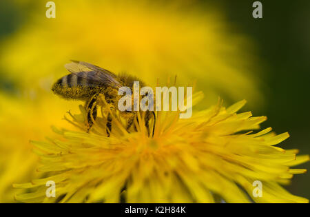 Il miele delle api (Apis mellifera, Apis mellifica). Lavoratore su un fiore di tarassaco. Foto Stock