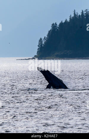 Humpback Whale (Megaptera novaeangliae) violare nel sud-est dell Alaska passaggio interno. Foto Stock