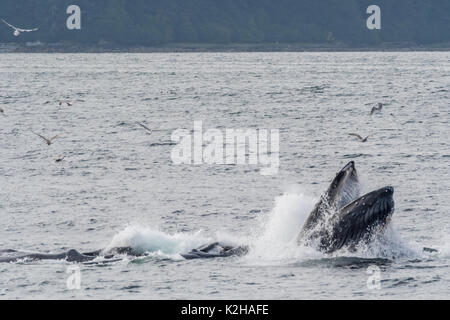 Gruppo di balene Humpback (Megaptera novaeangliae) bolla alimentazione rete nel sud-est dell Alaska passaggio interno. Foto Stock