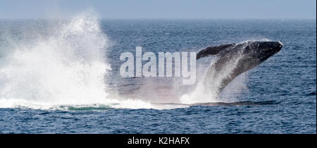 Humpback Whale (Megaptera novaeangliae) violare nel sud-est dell Alaska passaggio interno. Foto Stock