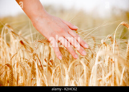 Immagine dell uomo la mano con picchi di frumento Foto Stock