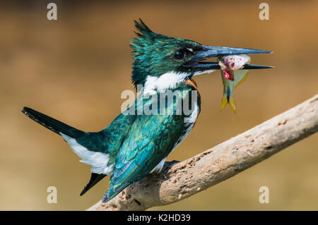 Green Kingfisher (Chloroceryle Americana) su un ramo con un pesce nel becco, Pantanal, Mato Grosso, Brasile Foto Stock