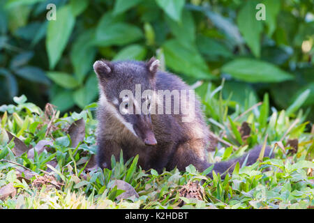 Coati (Nasua o Nasuella), il Parco Nazionale di Iguazu, Stato di Parana, Brasile Foto Stock