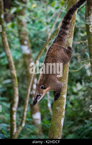 Coati (Nasua o Nasuella) salendo su un albero, Parco Nazionale di Iguazu, Stato di Parana, Brasile Foto Stock