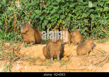 Famiglia capibara (Hydrochaeris hydrochaeris) su una riva di un fiume, Cuiaba River, Pantanal, Mato Grosso, Brasile Foto Stock