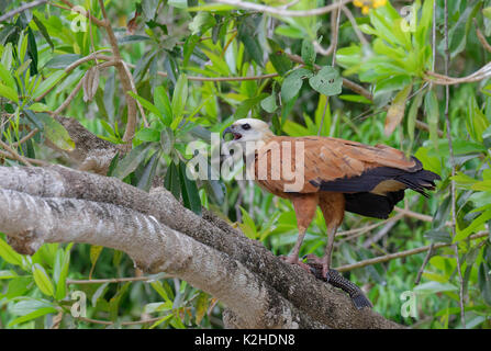 Black Hawk a collare (Busarellus nigricollis) su un ramo, Pantanal, Mato Grosso, Brasile Foto Stock