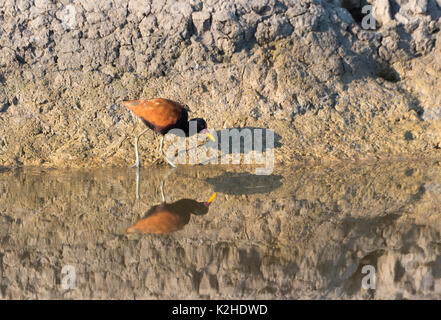 Wattled Jacana (Jacana jacana) riflettendo in acqua Pantanal, Mato Grosso, Brasile Foto Stock