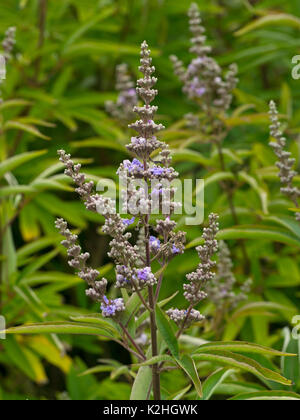 Fiori di Vitex agnus-castus di latifoglie albero casto Foto Stock