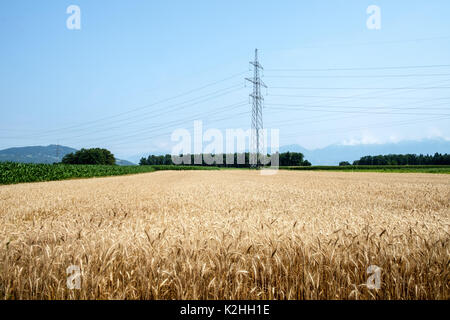 Il giallo dei campi di grano e i pali elettrici Foto Stock