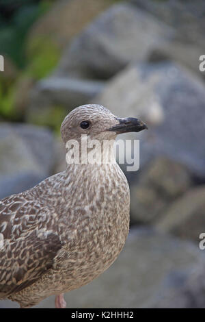 Un bambino seagull in cerca di cibo Foto Stock