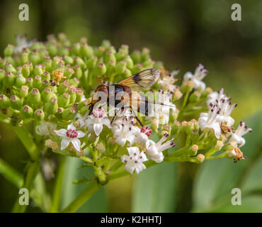 Hoverfly chiamato Fly pellucida appoggiata su un fiore in testa bacl naturale Foto Stock