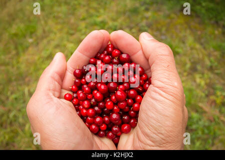 Mano in muffole detiene un cowberries bacche. Foto Stock