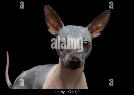 American glabre terrier Foto Stock