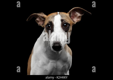 Il whippet cane su sfondo nero Foto Stock