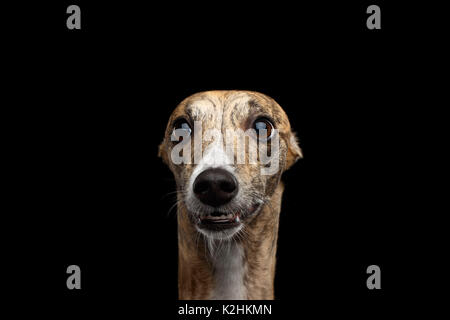 Funny whippet cane su sfondo nero Foto Stock