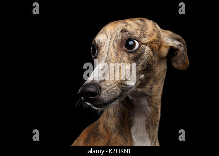 Triste whippet cane su sfondo nero Foto Stock