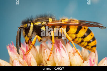 Wasp comune, Vespula vulgaris Foto Stock