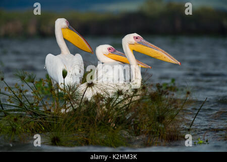 Tre grandi white pellicani (Pelecanus onocrotalus) sat su giacinto di acqua, il lago Naivasha, Kenya Foto Stock