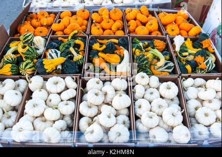 In prossimità di piccole colorate zucche e zucche a LEOLA PRODURRE MERCATO, LANCASTER PENNSYLVANIA Foto Stock