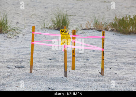 Anna Maria Island Turtle Nest Foto Stock