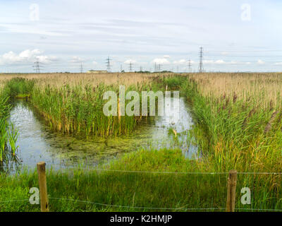 Vista da una pelle sulla RSPB santuario Saltholme Billingham Co Durham con taglio di clearing throgh canneti dove gli uccelli possono essere osservate l'alimentazione Foto Stock