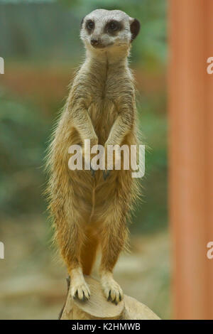 Un meerkat sorge l attenzione Foto Stock