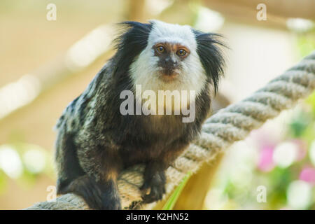 Un marmoset su una fune a Tenerife, SPAGNA Foto Stock