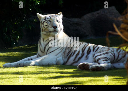 Una tigre bianca crogiolarsi sotto il caldo sole del pomeriggio di Tenerife in Spagna Foto Stock