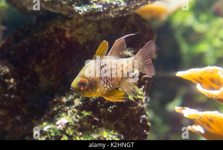 Pigiama Cardinalfish ( Sphaeramia nematoptera ), St Malo Acquario, Francia Foto Stock