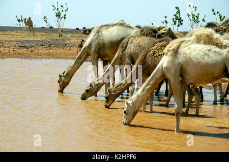 Allevatori di cammelli nella regione di Adrar. La Mauritania Foto Stock